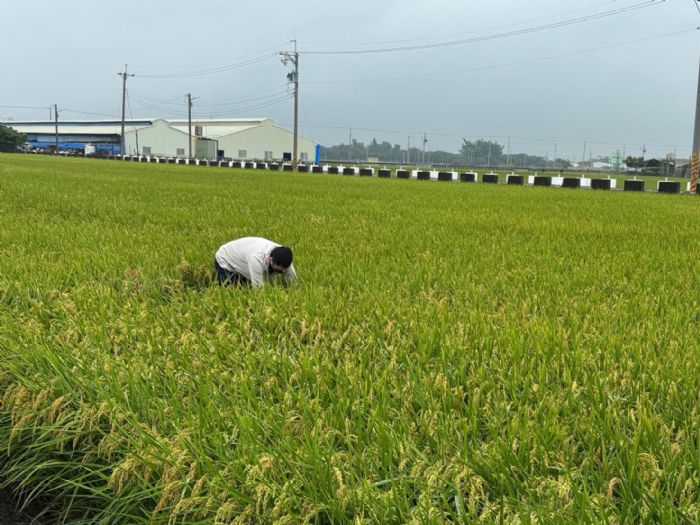 稻米安全管理制度，築起四道防線，守護全民餐桌